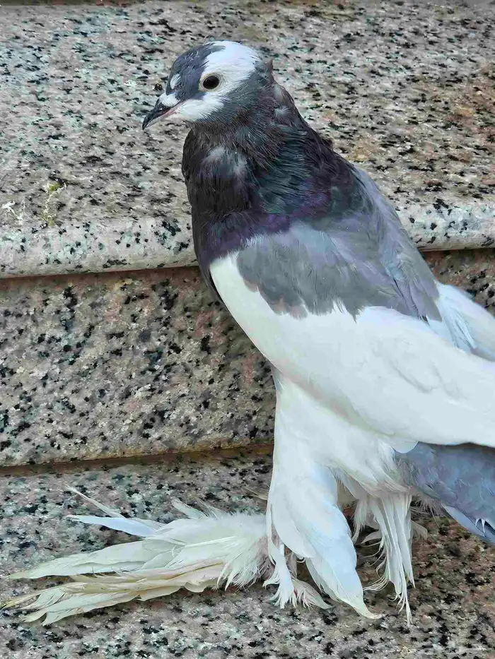 حمام زينه نظافه وصحة 21