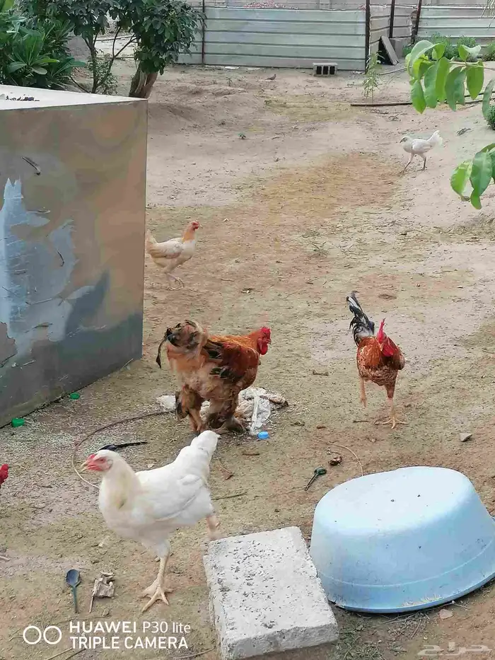 دجاج للبيع 3