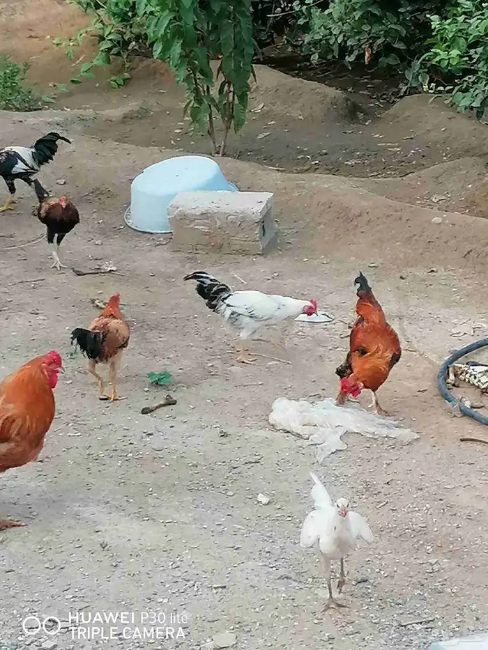 دجاج للبيع 7