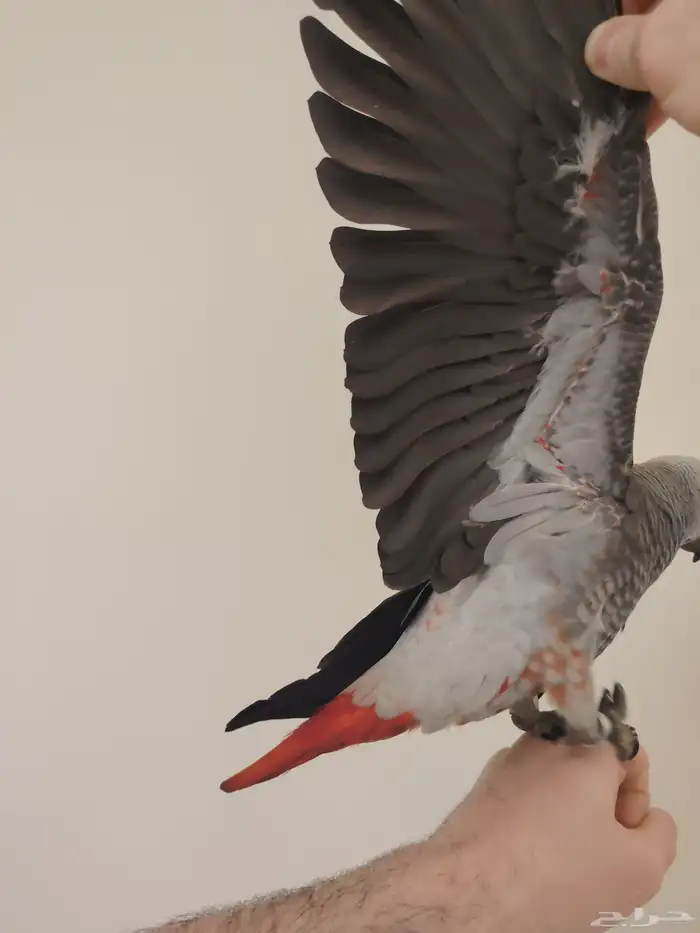 فرخ كاسكو طفره سوبر جامبو ((تم البيع)) 0