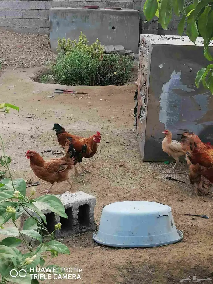 دجاج للبيع 4