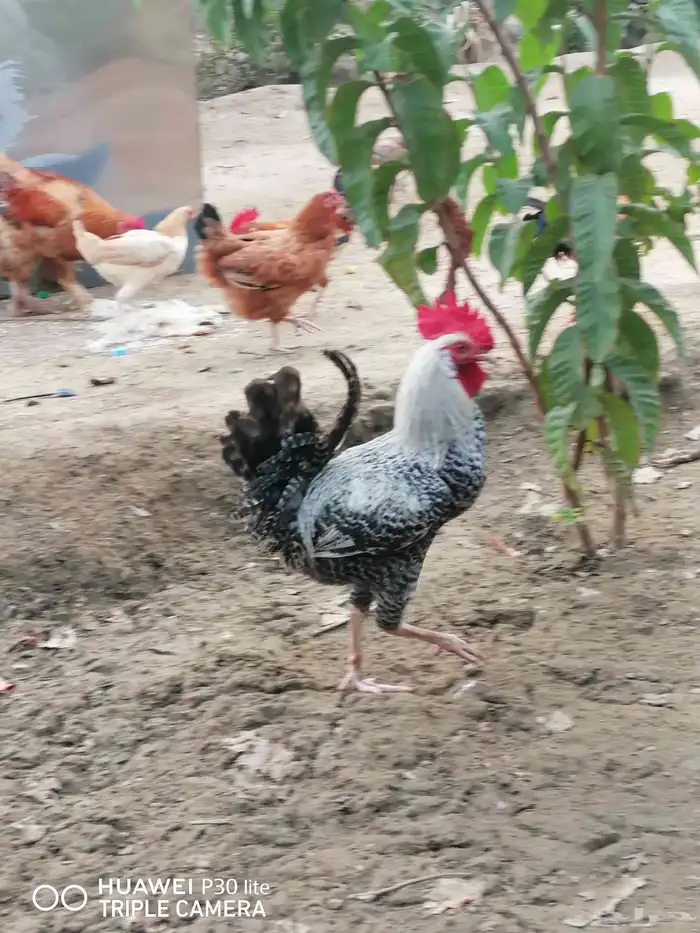 دجاج للبيع 1