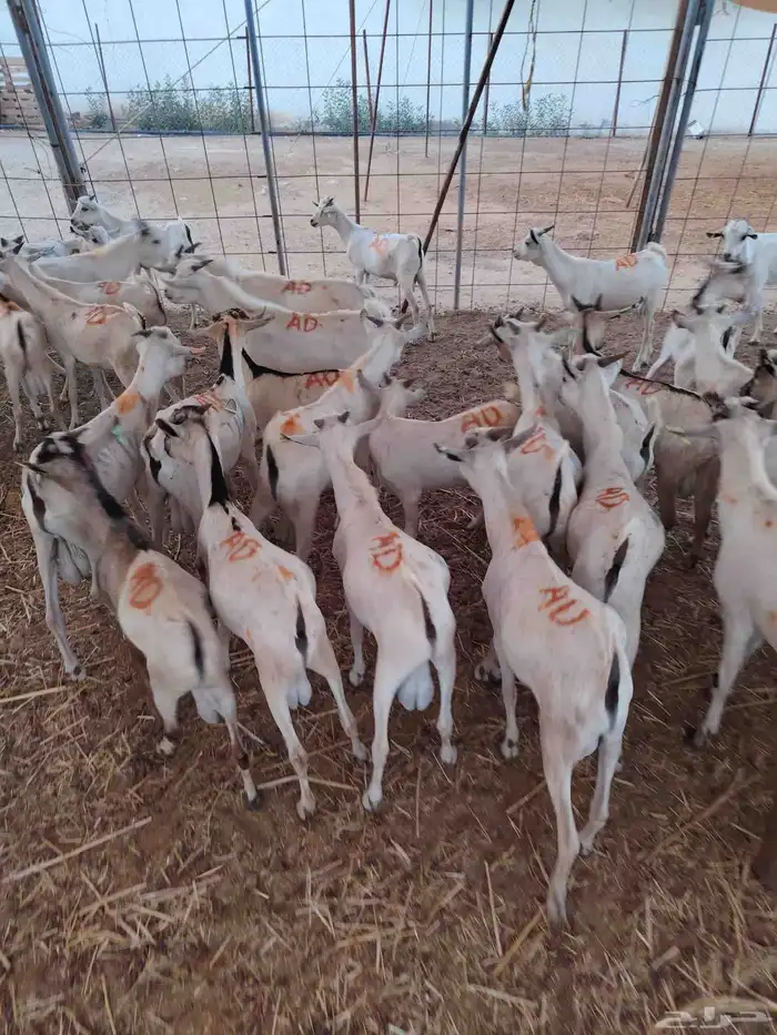 تيوس صومالية جذعان في المزاحمية 0