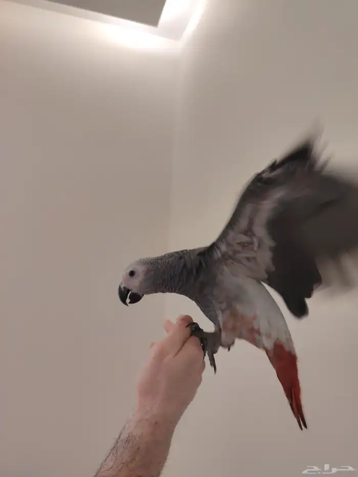 فرخ كاسكو طفره سوبر جامبو ((تم البيع)) 2