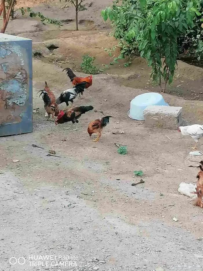 دجاج للبيع 6