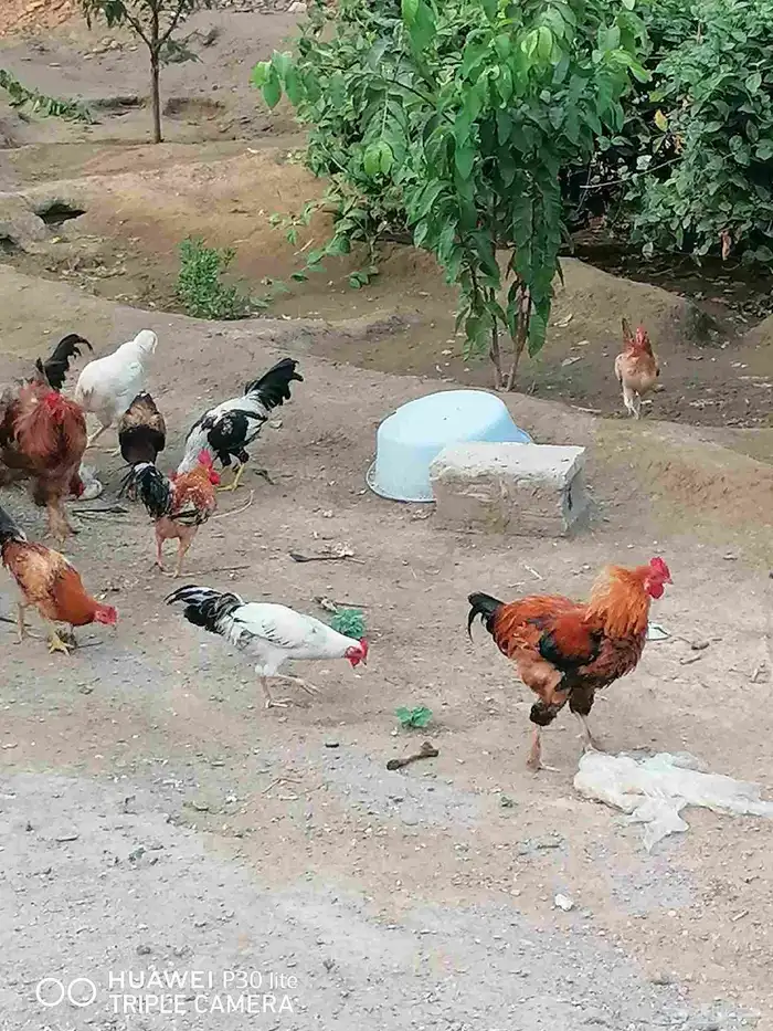 دجاج للبيع 8