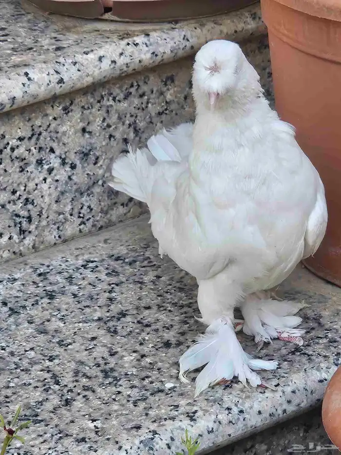 حمام زينه نظافه وصحة 4
