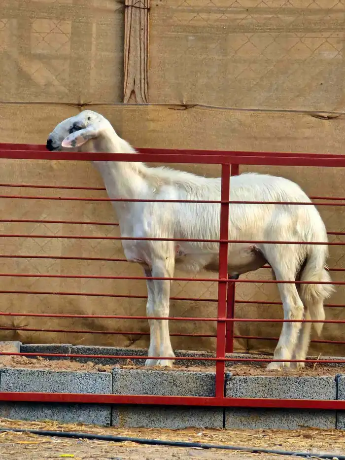 مشروع فحل أصفر حلسسس 1