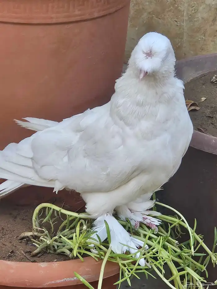 حمام زينه نظافه وصحة 1