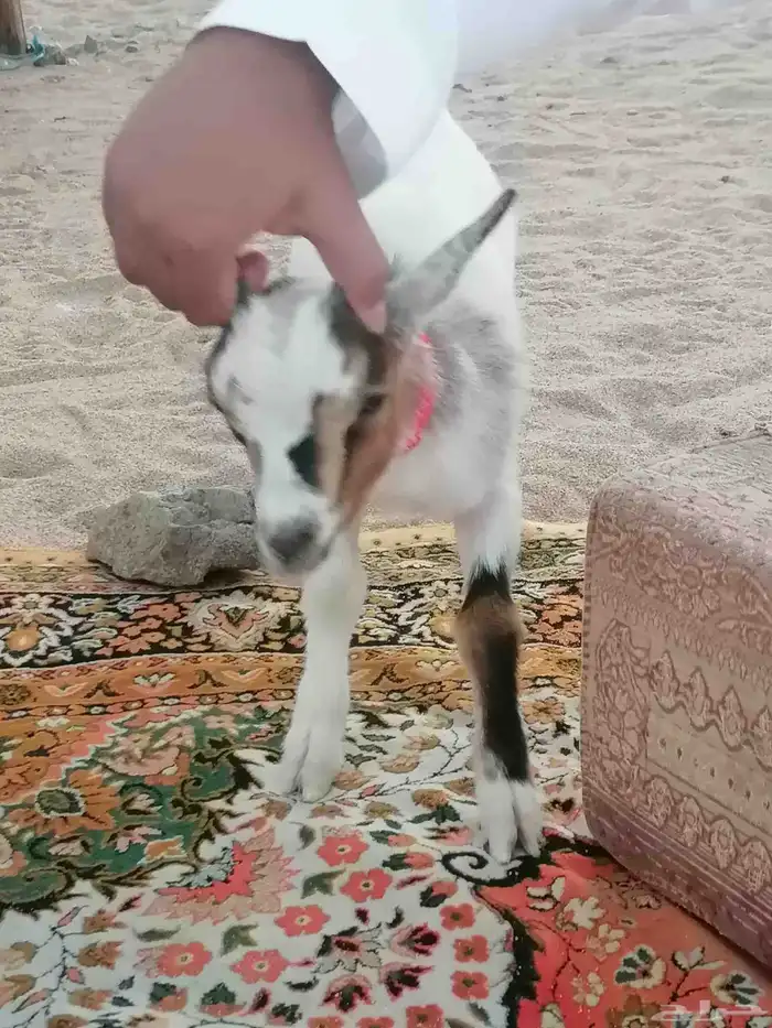 تيس قزمي بعمر 3 اشهر لعوب مع الاطفال علي الرضاعه والاكل ا 1