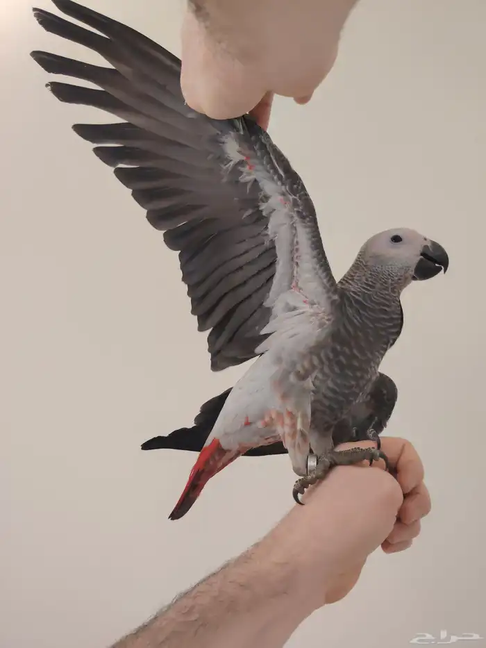 فرخ كاسكو طفره سوبر جامبو ((تم البيع)) 1