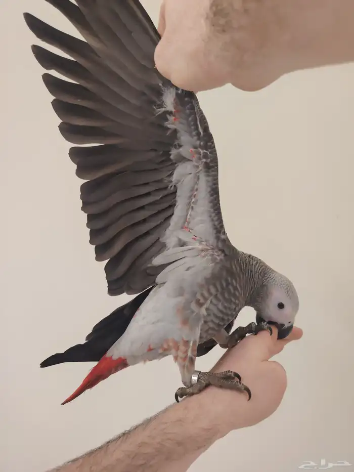 فرخ كاسكو طفره سوبر جامبو ((تم البيع)) 4