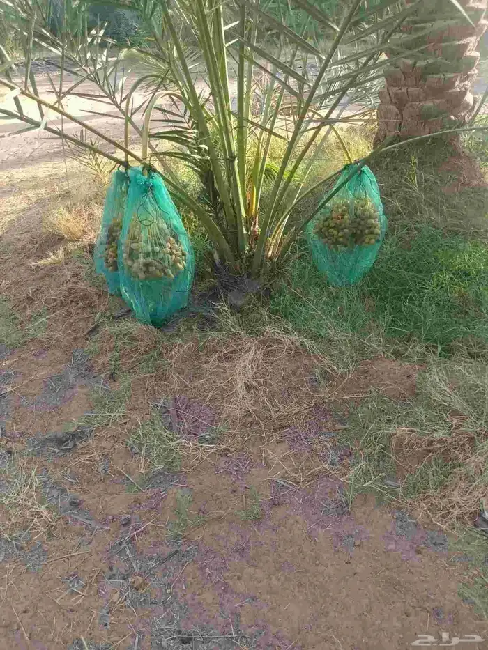 نخل 0