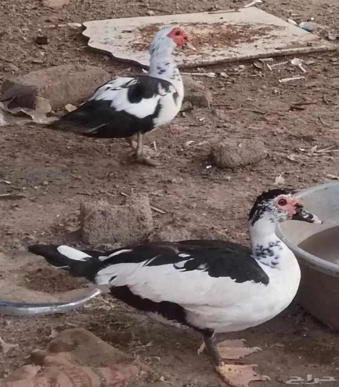 بط بلدي للبيع 2