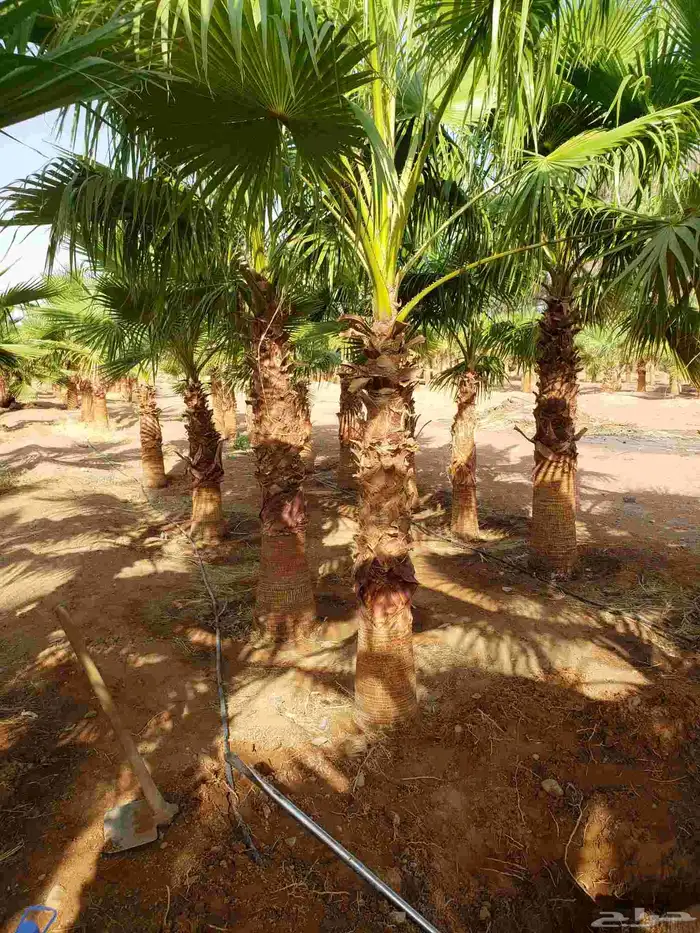 نخل واشنطني جميع المقاسات التواصل 1
