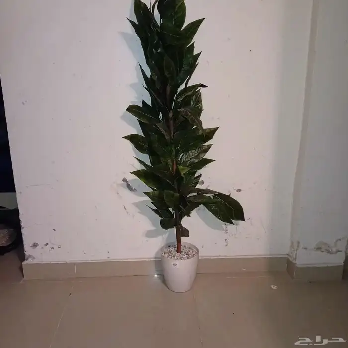 شجرة للبيع 0