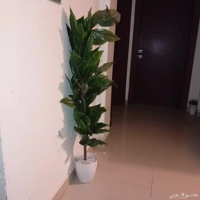شجرة للبيع 3