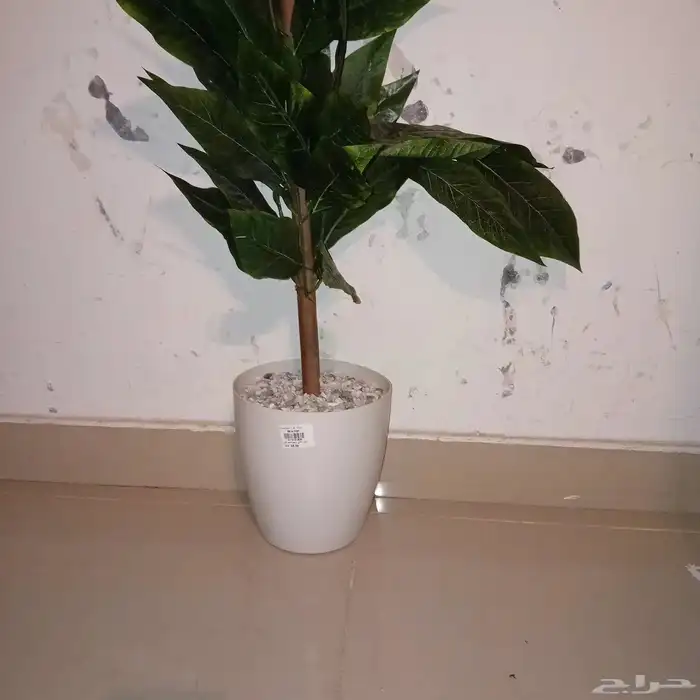 شجرة للبيع 1