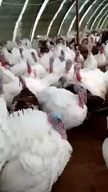 يوجد رومي أعمار يوجد البط المسكوفي 7