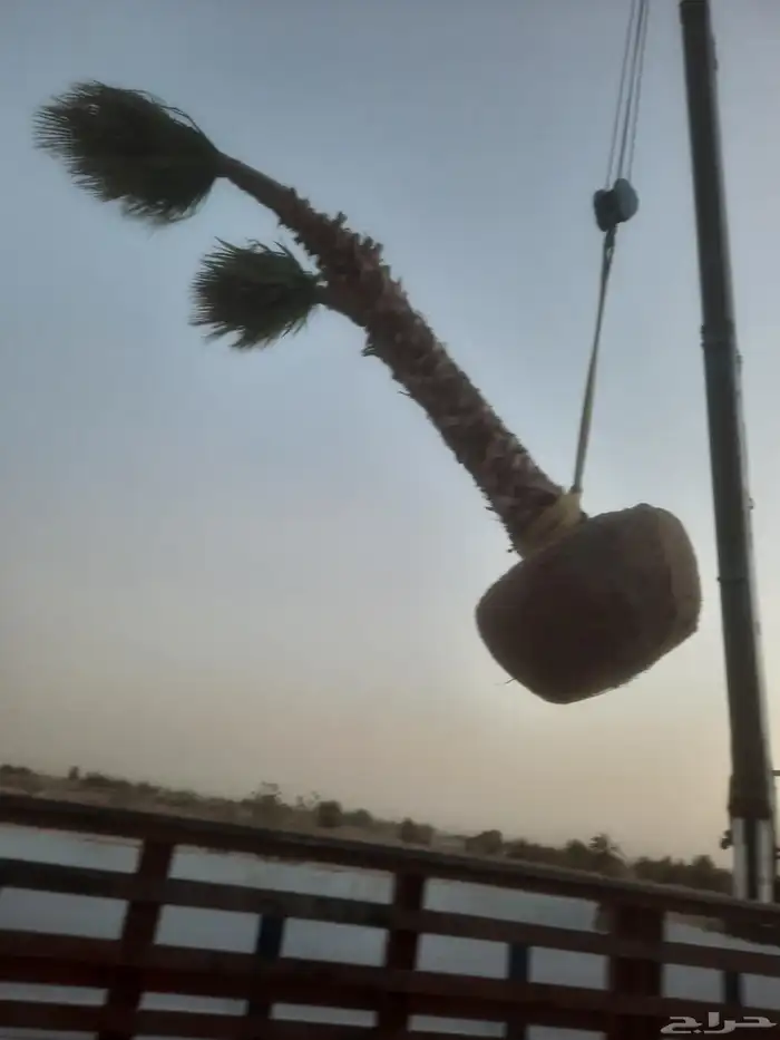 نخل واشنطن 1