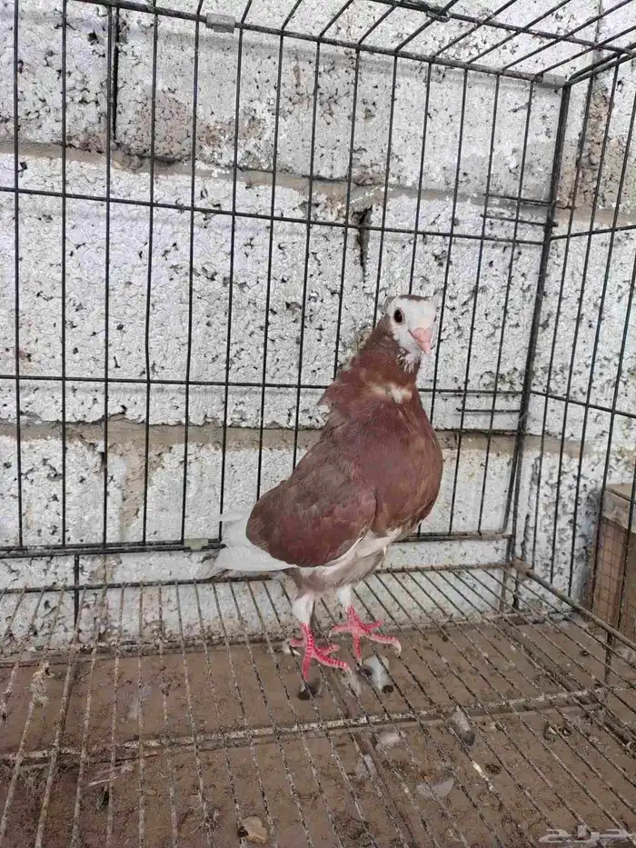 للبيع حمام باكستاني سوري كرينكو قطيفي مصري في هزاز كلهم ذكور 6