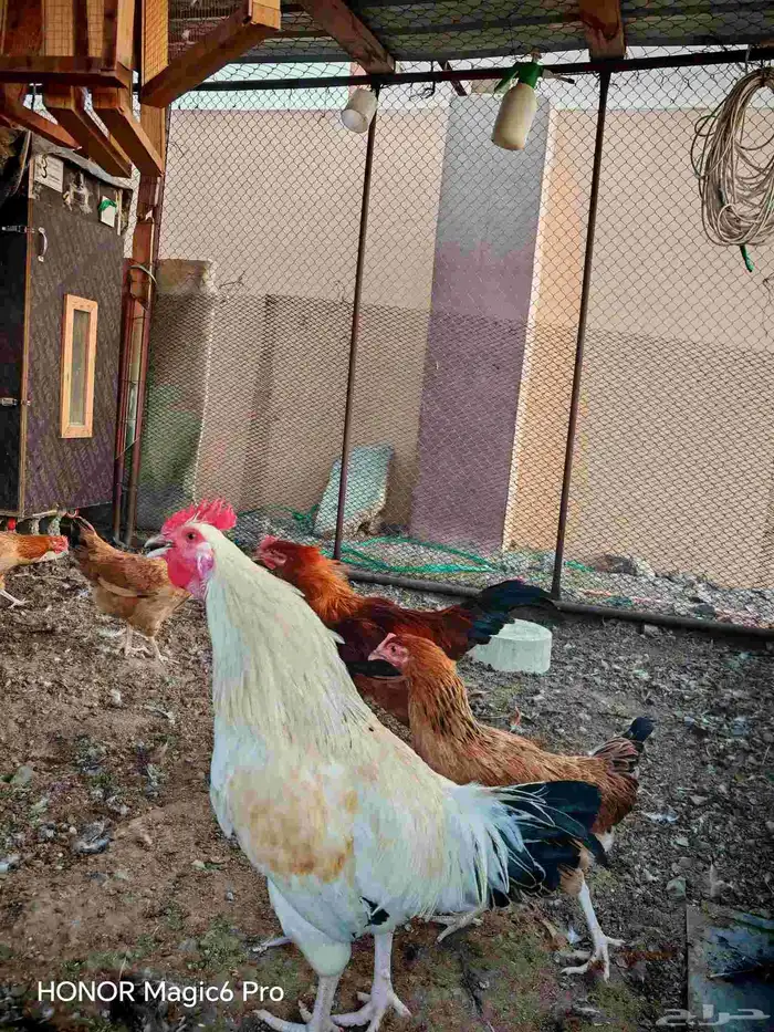 دجاج فرنسي 4