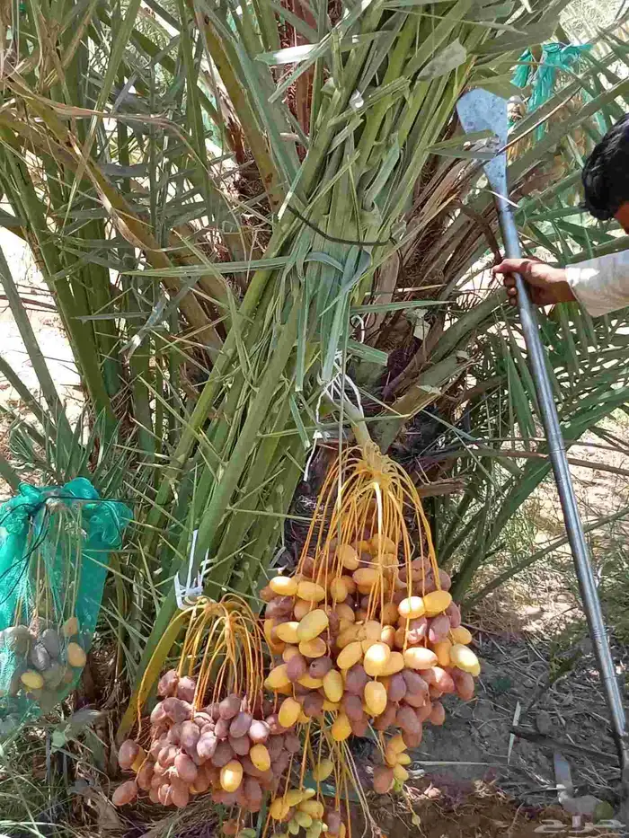 النخل للبيع وشاري يسوم جمله وتفرد حتا 2