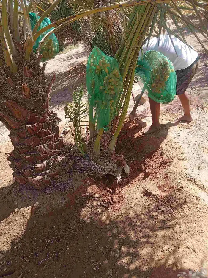 نخيل 3