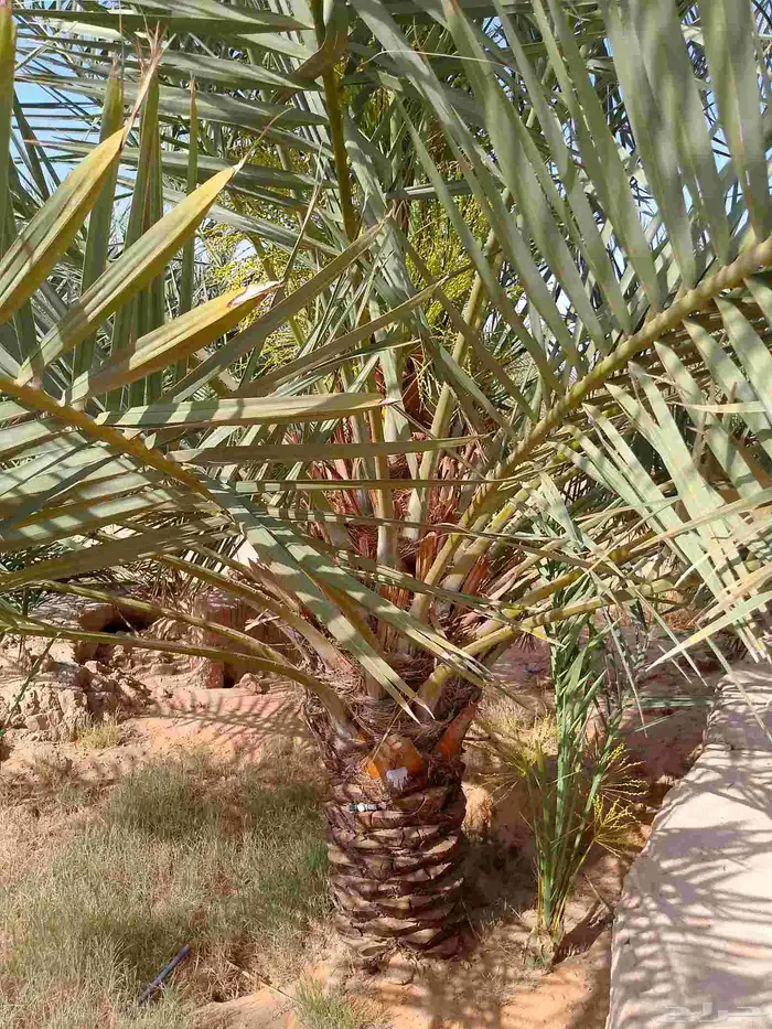 نخل للبيع نخل مثمر للبيع خلاص صقعي شيشي سكري هلالي 1