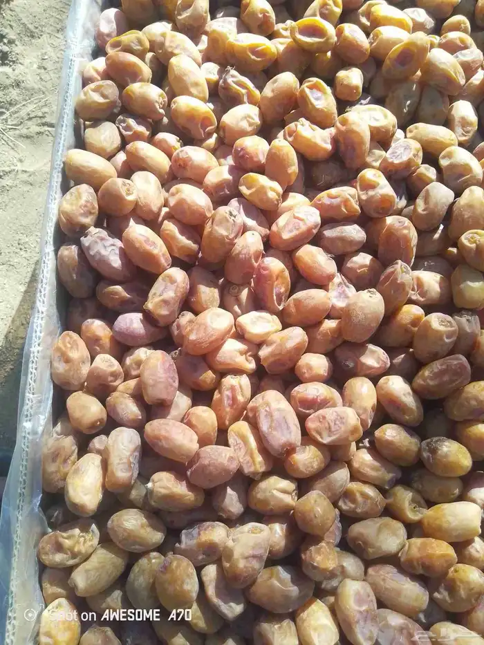 سلام عليكم اليوم عندنا اتمر حبه طيبة وفخخر اتوصل جول 3