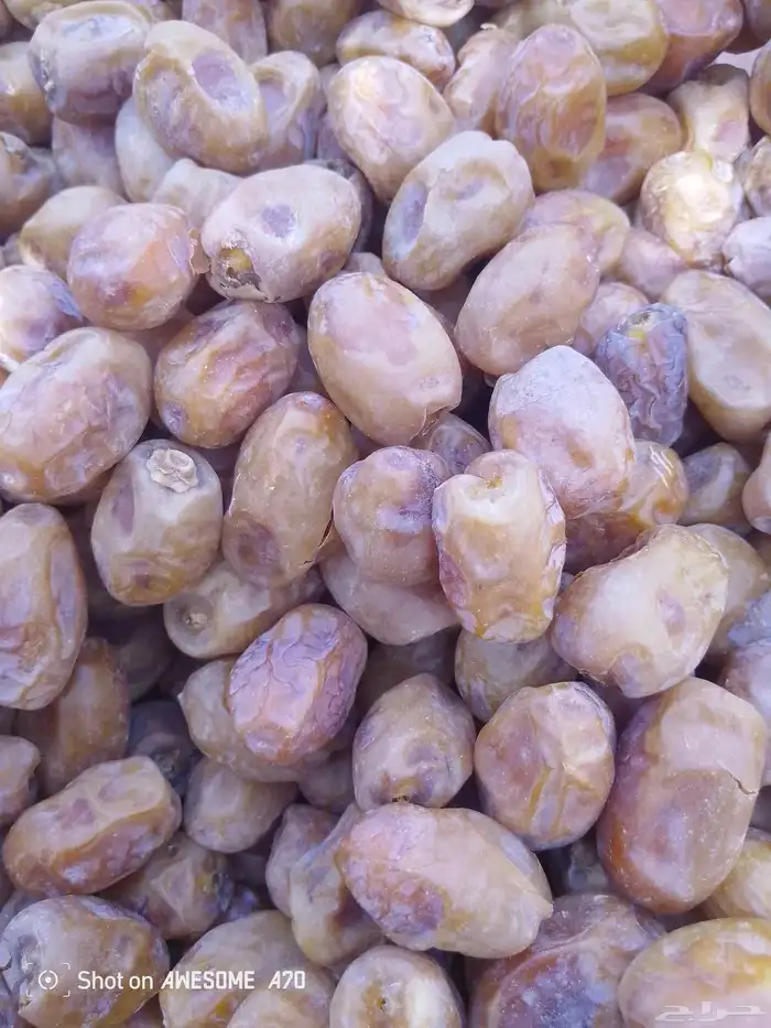 سلام عليكم اليوم عندنا اتمر حبه طيبة وفخخر اتوصل جول 0