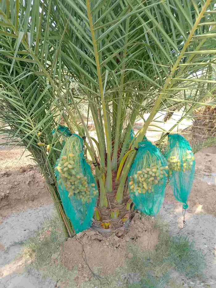 نخل للبيع نخل مثمر للبيع خلاص صقعي شيشي سكري هلالي 2