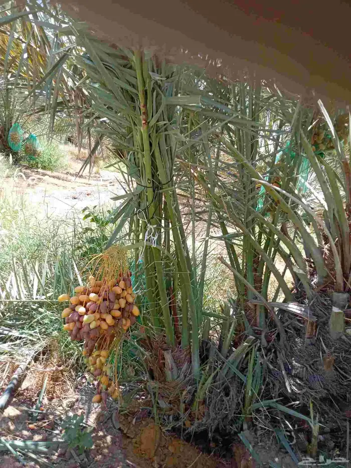 النخل للبيع وشاري يسوم جمله وتفرد حتا 1