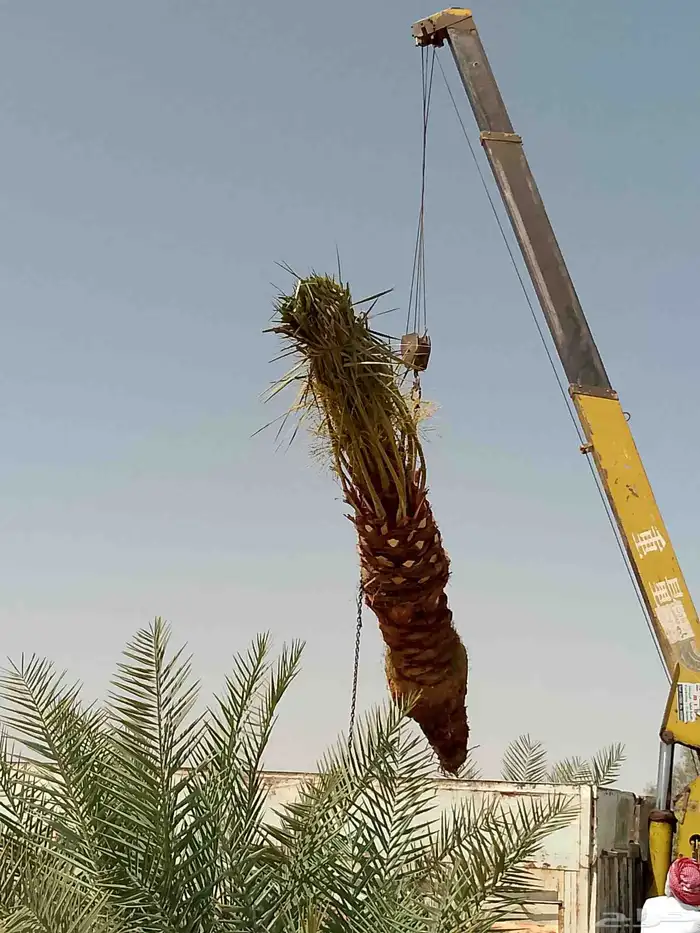 نخل للبيع نخل مثمر للبيع خلاص صقعي شيشي سكري هلالي 3