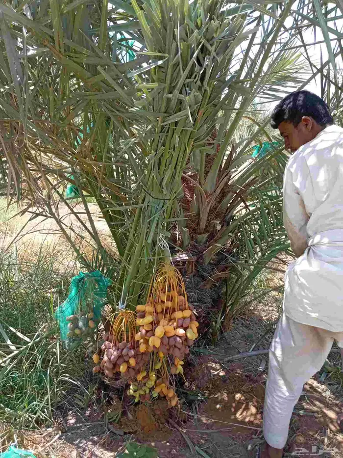 النخل للبيع وشاري يسوم جمله وتفرد حتا 0