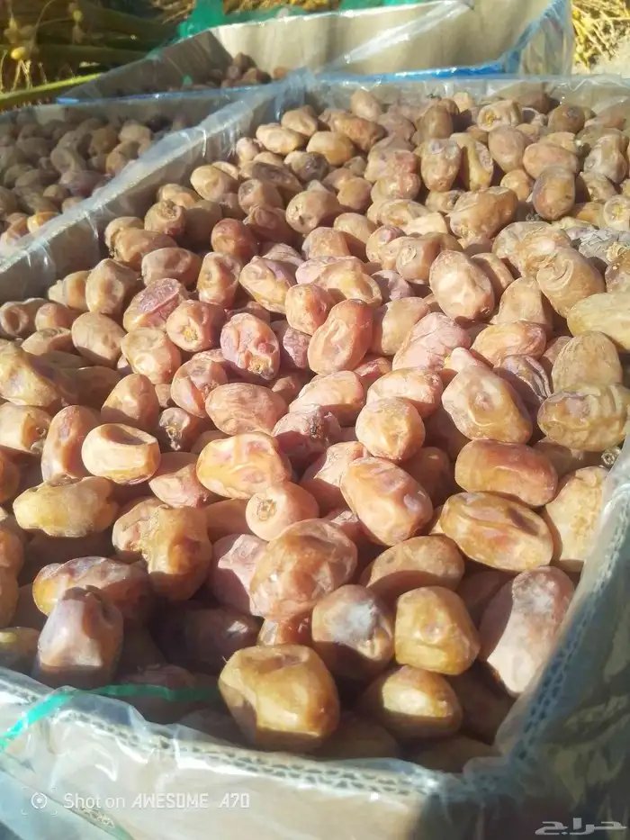 سلام عليكم اليوم عندنا اتمر حبه طيبة وفخخر اتوصل جول 1
