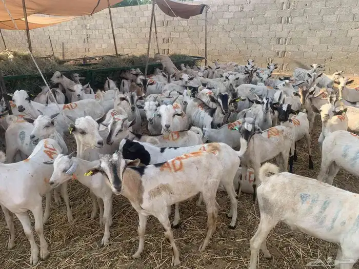 تيوس صوماليه بأسعار الجمله 1