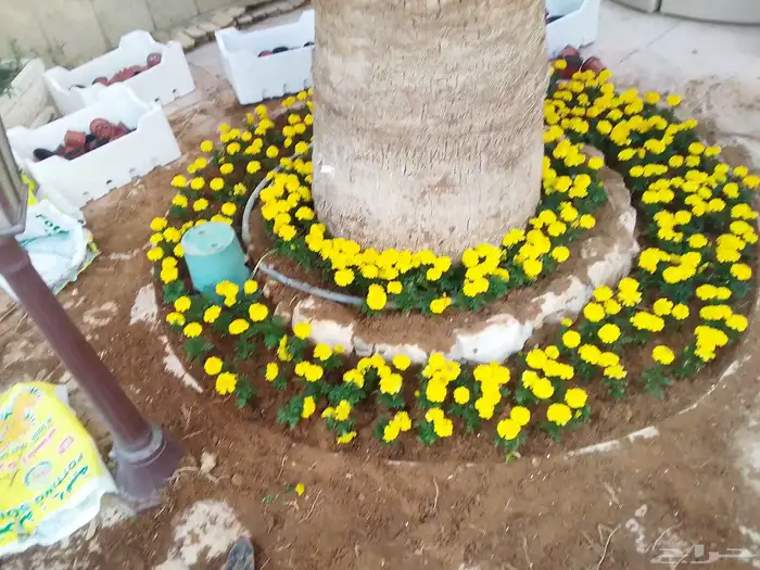 تنسيق حدائق وزراعه التيل وتركيب شبكة الري 6