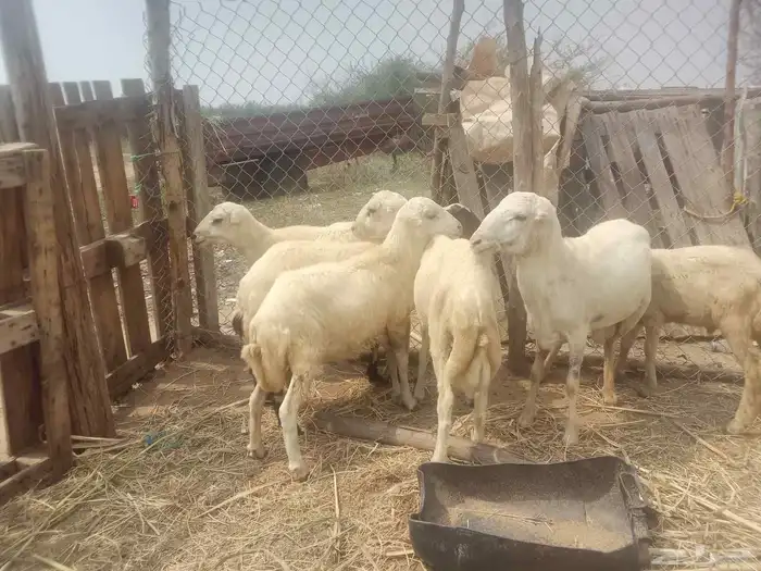 السلام عليكم ورحمه الله وبركاته للبيع 0