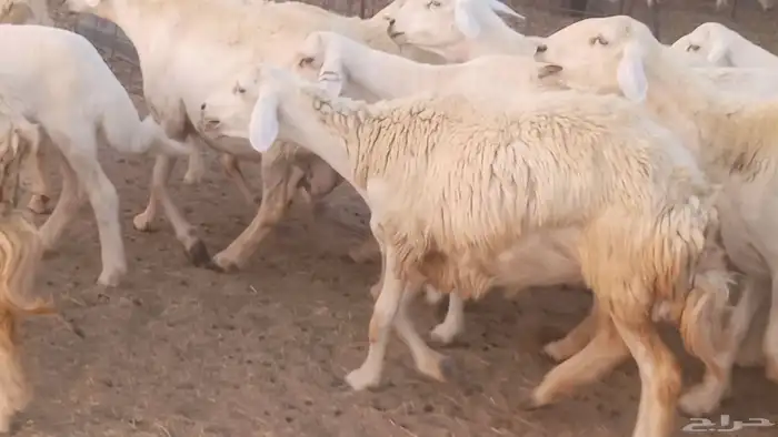 غنم حريات خلفات مقاني مراح ضان متابيع طيبه 48