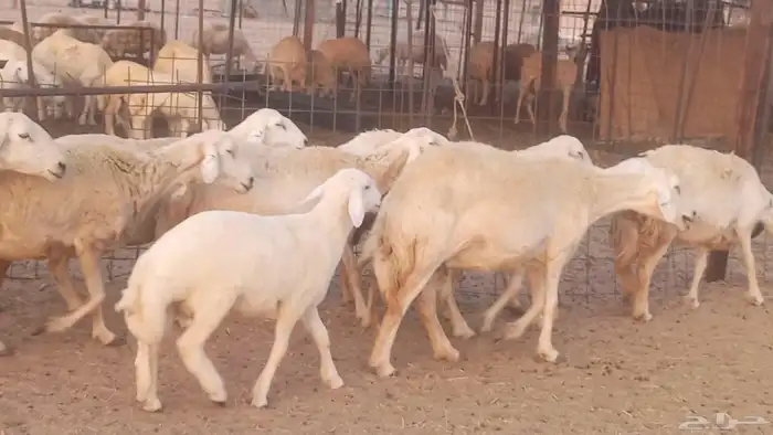 غنم حريات خلفات مقاني مراح ضان متابيع طيبه 44