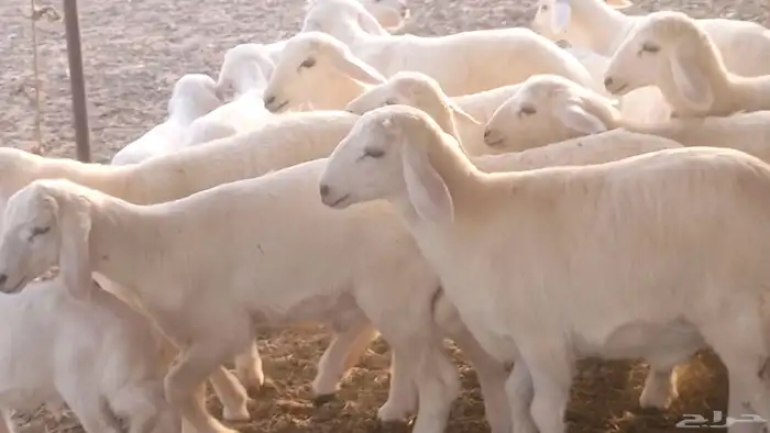 غنم حريات خلفات مقاني مراح ضان متابيع طيبه 36