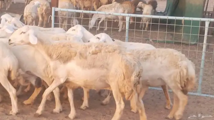 غنم حريات خلفات مقاني مراح ضان متابيع طيبه 22