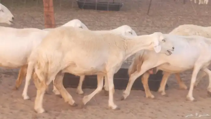 غنم حريات خلفات مقاني مراح ضان متابيع طيبه 38