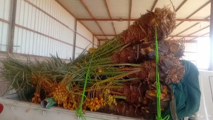 يوجد الدنيا نخل للبيع موجود بحايل اخلاص 1