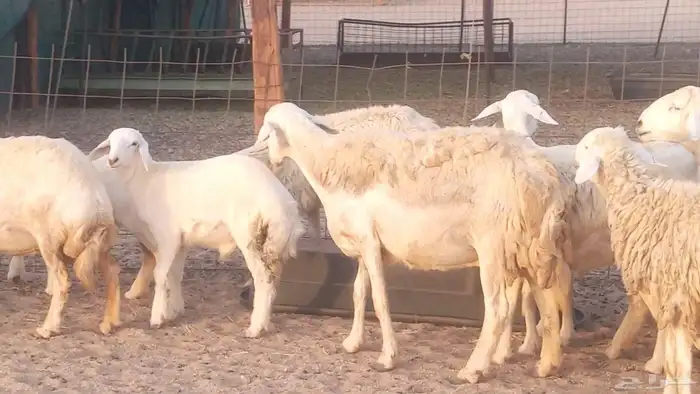 غنم حريات خلفات مقاني مراح ضان متابيع طيبه 12