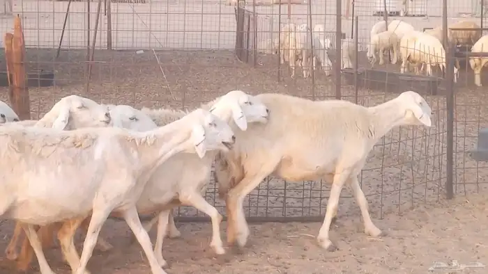 غنم حريات خلفات مقاني مراح ضان متابيع طيبه 20