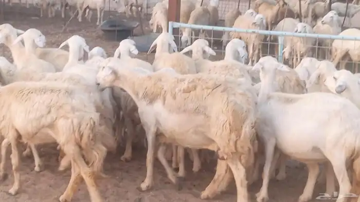 غنم حريات خلفات مقاني مراح ضان متابيع طيبه 46