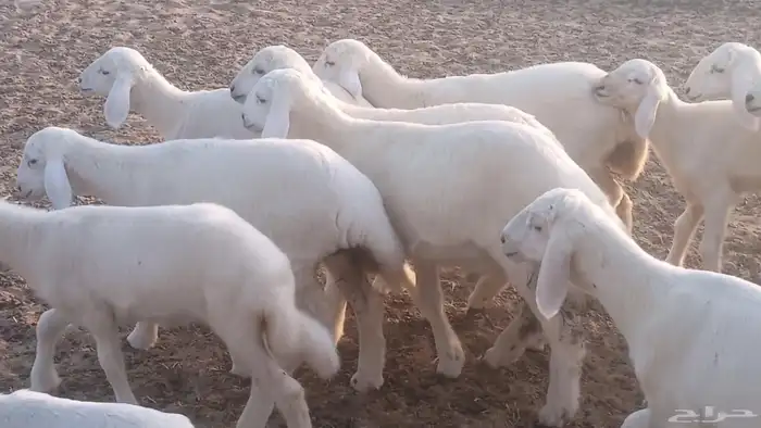 غنم حريات خلفات مقاني مراح ضان متابيع طيبه 2