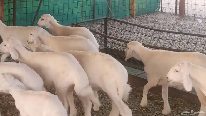 غنم حريات خلفات مقاني مراح ضان متابيع طيبه 10